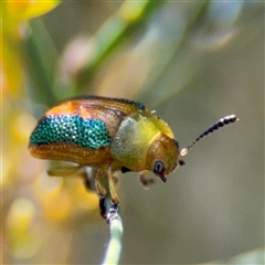 Calomela parilis (Leaf beetle) at Dickson, ACT - 13 Oct 2024 by Hejor1