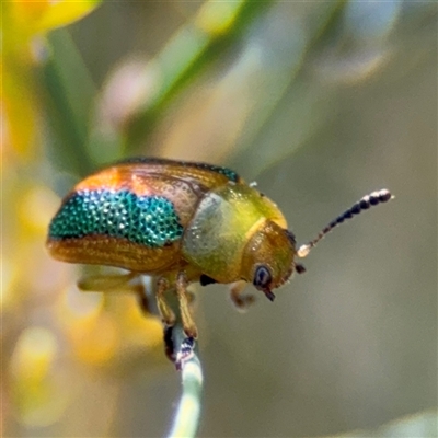 Calomela parilis (Leaf beetle) at Dickson, ACT - 13 Oct 2024 by Hejor1