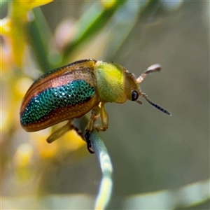 Calomela parilis at Dickson, ACT - 13 Oct 2024