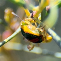 Calomela parilis at Dickson, ACT - 13 Oct 2024