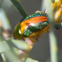 Calomela parilis at Dickson, ACT - 13 Oct 2024