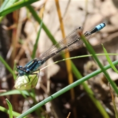 Ischnura heterosticta (Common Bluetail Damselfly) at Bandiana, VIC - 12 Oct 2024 by KylieWaldon