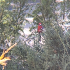 Platycercus elegans (Crimson Rosella) at Acton, ACT - 12 Oct 2024 by Darcy