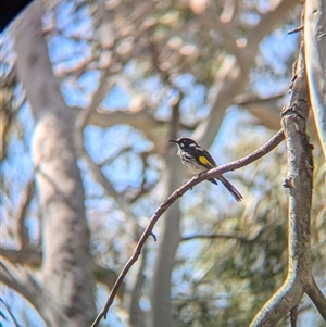 Phylidonyris novaehollandiae at Acton, ACT - 13 Oct 2024 10:40 AM