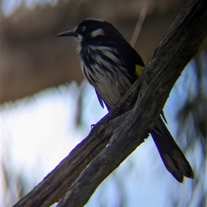 Phylidonyris novaehollandiae at Acton, ACT - 13 Oct 2024 10:40 AM