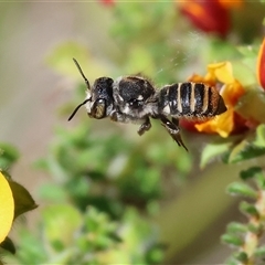 Unidentified Bee (Hymenoptera, Apiformes) at Bandiana, VIC - 13 Oct 2024 by KylieWaldon