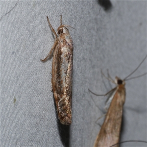 Clerarcha dryinopa at Freshwater Creek, VIC - 19 Feb 2021 12:28 AM