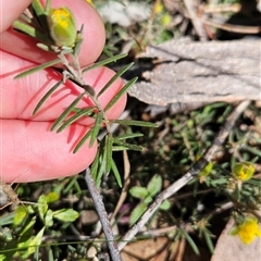 Hibbertia calycina (Lesser Guinea-flower) at Uriarra Village, ACT - 12 Oct 2024 by BethanyDunne