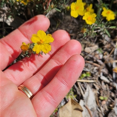 Hibbertia stricta at Uriarra Village, ACT - 12 Oct 2024 by BethanyDunne