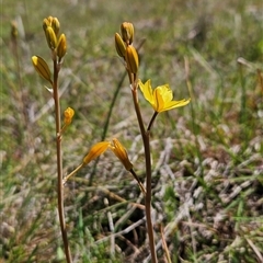 Bulbine bulbosa (Golden Lily, Bulbine Lily) at Uriarra Village, ACT - 13 Oct 2024 by BethanyDunne