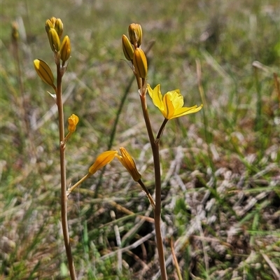 Bulbine bulbosa (Golden Lily, Bulbine Lily) at Uriarra Village, ACT - 13 Oct 2024 by BethanyDunne