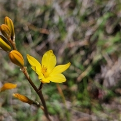 Bulbine bulbosa at Uriarra Village, ACT - 13 Oct 2024