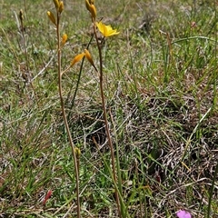 Bulbine bulbosa at Uriarra Village, ACT - 13 Oct 2024 01:15 PM