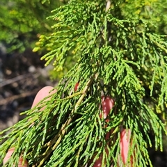 Callitris endlicheri (Black Cypress Pine) at Uriarra Village, ACT - 13 Oct 2024 by BethanyDunne