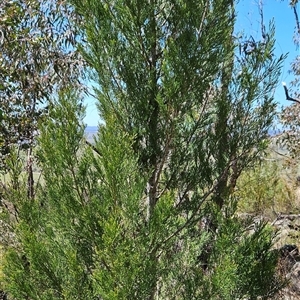Callitris endlicheri at Uriarra Village, ACT - 13 Oct 2024 12:54 PM