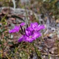 Thysanotus tuberosus subsp. tuberosus (Common Fringe-lily) at Uriarra Village, ACT - 13 Oct 2024 by BethanyDunne