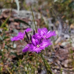 Thysanotus tuberosus subsp. tuberosus at Uriarra Village, ACT - 13 Oct 2024 12:42 PM