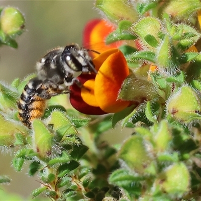 Unidentified Bee (Hymenoptera, Apiformes) at Bandiana, VIC - 13 Oct 2024 by KylieWaldon