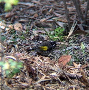 Phylidonyris novaehollandiae at Acton, ACT - 13 Oct 2024 10:47 AM