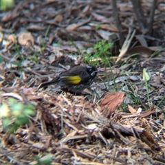 Phylidonyris novaehollandiae at Acton, ACT - 13 Oct 2024 10:47 AM