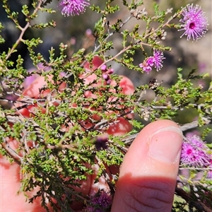 Kunzea parvifolia at Uriarra Village, ACT - 13 Oct 2024 12:40 PM