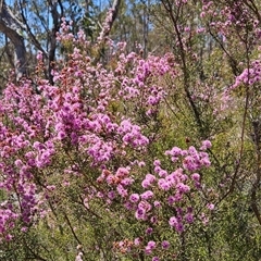 Kunzea parvifolia at Uriarra Village, ACT - 13 Oct 2024