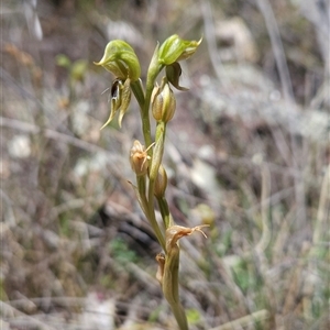 Oligochaetochilus aciculiformis at Uriarra Village, ACT - suppressed