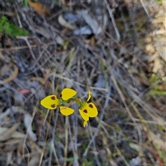 Diuris sulphurea (Tiger Orchid) at Uriarra Village, ACT - 13 Oct 2024 by BethanyDunne