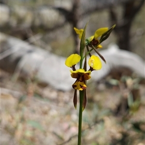 Diuris sulphurea at Uriarra Village, ACT - 13 Oct 2024