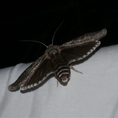 Cryptophasa irrorata (A Gelechioid moth (Xyloryctidae)) at Freshwater Creek, VIC - 18 Feb 2021 by WendyEM