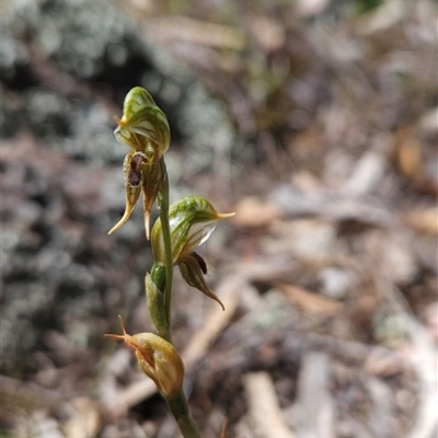 Oligochaetochilus aciculiformis (Needle-point rustyhood) - 1 Jan 1900 by BethanyDunne