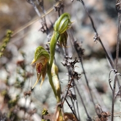 Oligochaetochilus aciculiformis at Uriarra Village, ACT - 13 Oct 2024