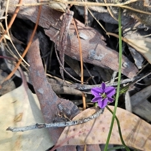 Thysanotus patersonii at Uriarra Village, ACT - 13 Oct 2024 11:39 AM