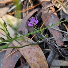 Thysanotus patersonii at Uriarra Village, ACT - 13 Oct 2024 11:39 AM