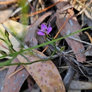 Thysanotus patersonii at Uriarra Village, ACT - 13 Oct 2024