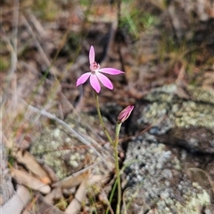 Caladenia carnea (Pink Fingers) at Uriarra Village, ACT - 13 Oct 2024 by BethanyDunne