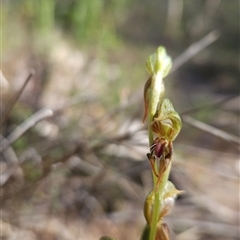 Oligochaetochilus aciculiformis (Needle-point rustyhood) at Uriarra Village, ACT - 13 Oct 2024 by BethanyDunne