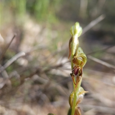 Oligochaetochilus aciculiformis (Needle-point rustyhood) at Uriarra Village, ACT - 13 Oct 2024 by BethanyDunne