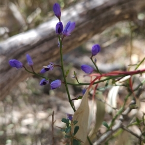 Comesperma volubile at Uriarra Village, ACT - 13 Oct 2024