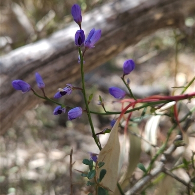 Comesperma volubile (Love Creeper) at Uriarra Village, ACT - 12 Oct 2024 by BethanyDunne