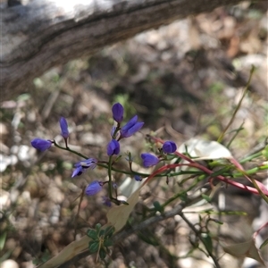 Comesperma volubile at Uriarra Village, ACT - 13 Oct 2024