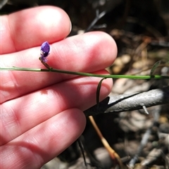 Comesperma volubile at Uriarra Village, ACT - 13 Oct 2024