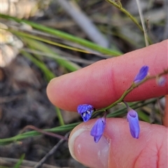 Comesperma volubile at Uriarra Village, ACT - 13 Oct 2024