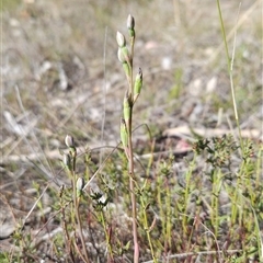 Thelymitra sp. (A Sun Orchid) at Uriarra Village, ACT - 12 Oct 2024 by BethanyDunne