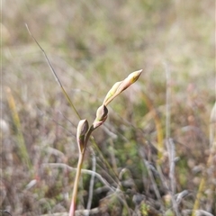 Thelymitra sp. at Uriarra Village, ACT - suppressed