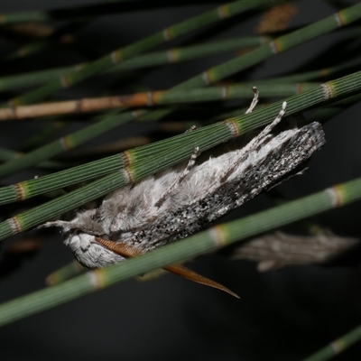 Cryptophasa irrorata (A Gelechioid moth (Xyloryctidae)) at Freshwater Creek, VIC - 18 Feb 2021 by WendyEM