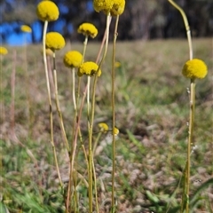 Craspedia variabilis (Common Billy Buttons) at Uriarra Village, ACT - 13 Oct 2024 by BethanyDunne