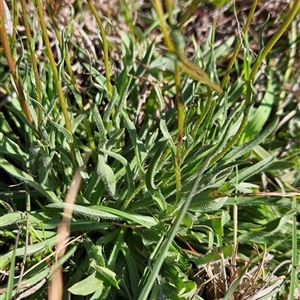 Craspedia variabilis at Uriarra Village, ACT - suppressed