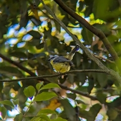 Eopsaltria australis (Eastern Yellow Robin) at Acton, ACT - 13 Oct 2024 by Darcy