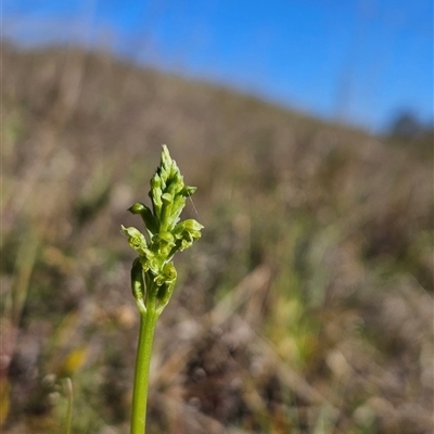 Microtis unifolia (Common Onion Orchid) - 1 Jan 1900 by BethanyDunne